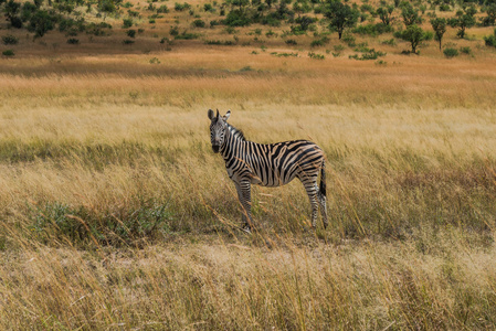 斑马。皮拉内斯伯格国家公园。南非。3月 29, 2015