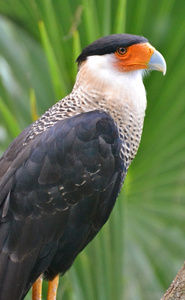 脊状卡拉卡拉caracara cheriway