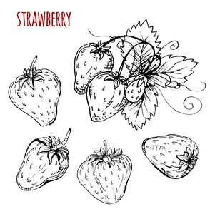 设置草莓绘图。在白色背景上的草莓。矢量