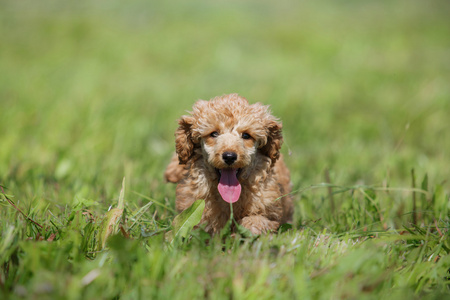 红色玩具贵宾犬小狗