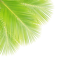 白色背景上绿色的椰子叶
