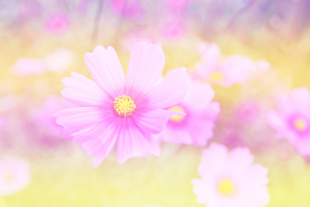 与软焦点彩色滤光片背景朵美丽的花