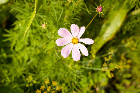 花不