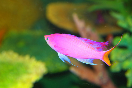 紫水晶小鱼群 Pseudanthias pascalus 在日本