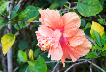 单一的芙蓉花