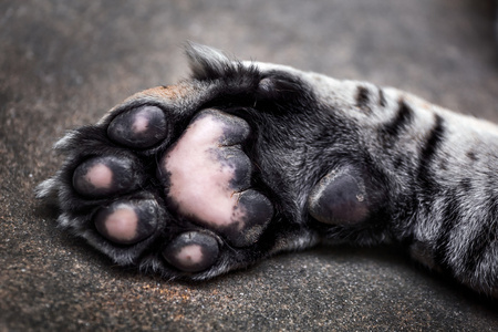 虎底格里斯河 也叫黑龙江虎 虎底格里斯河东北虎 在森林里, 年轻的雌