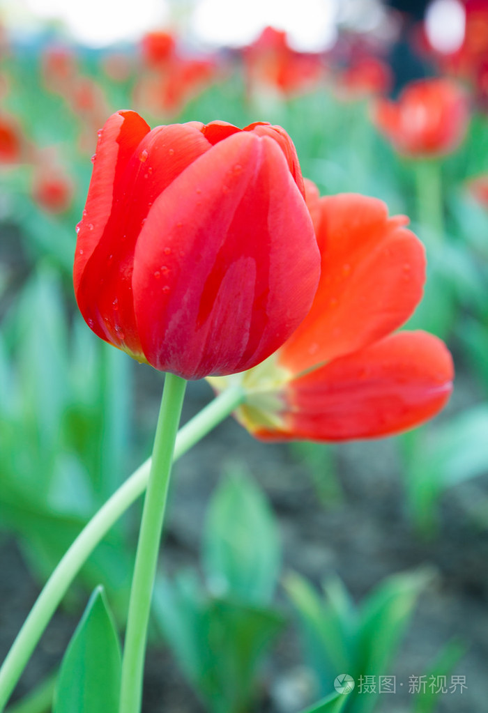 红色的郁金香,景