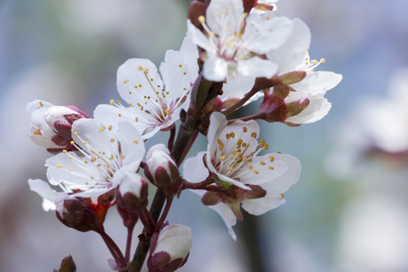 桃花树上