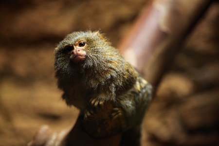 侏儒狨猴pygmy marmoset(cebuella pygmaea)照片
