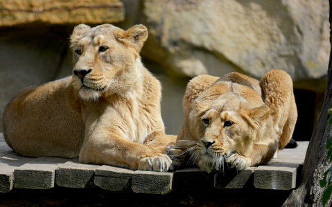 动物macro of a beautiful lioness in nature狮子雕塑亚洲孩子在公园