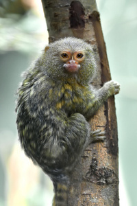 Pygmy MarmosetCebuella Pygmaea