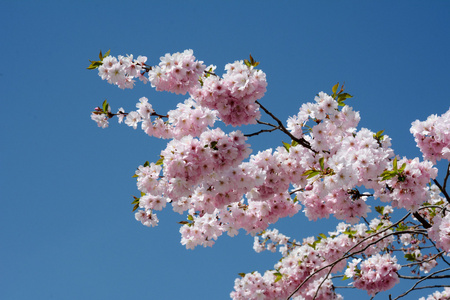 花不