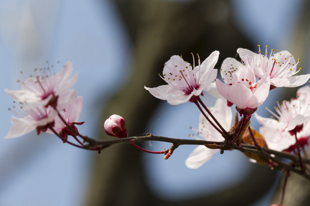 桃花树上