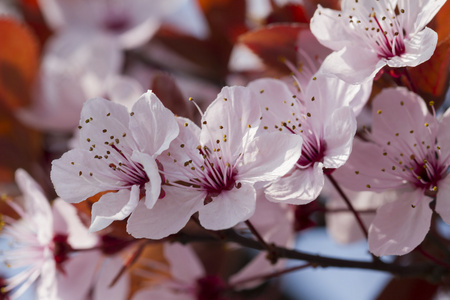 桃花树上