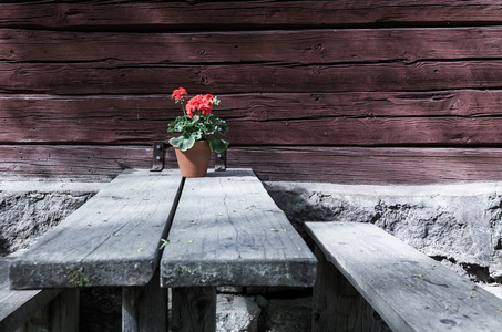 一壶站在户外，一张小木桌上红色的花