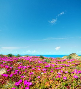 粉红色的花朵，由普拉塔莫纳在岸