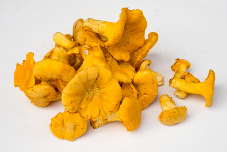 黄色鸡油菌图片