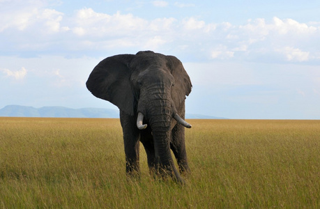 肯尼亚，在 Elefant 国家公园马赛马拉野生动物园
