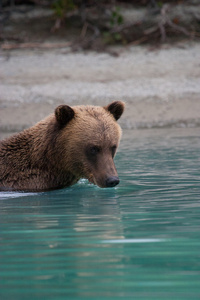 灰熊在阿拉斯加湖捕鱼