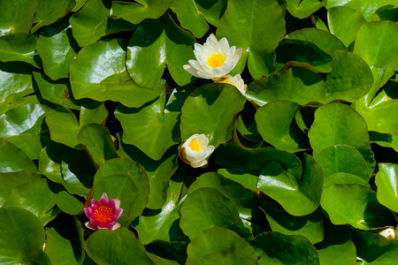 花园的水晶宫殿