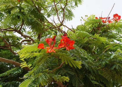 凤凰木核桃开花