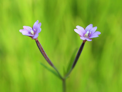 氨基苯甲酸二聚体。植物的紫罗兰花