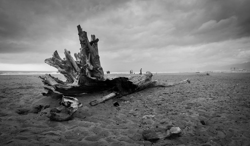 孤独的树干，在阴天在黑色和白色的沙滩上