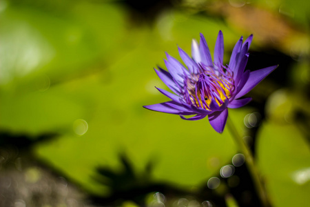 池塘上的蓝色莲花