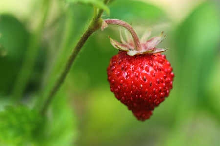 野草莓。特写