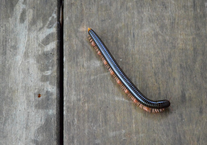 千足虫图片大全