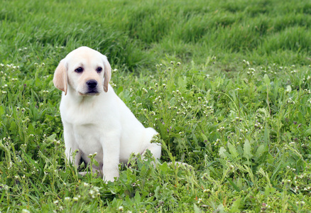 漂亮的黄色拉布拉多小狗在绿草