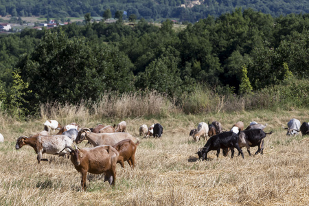 群在草地上吃草的山羊