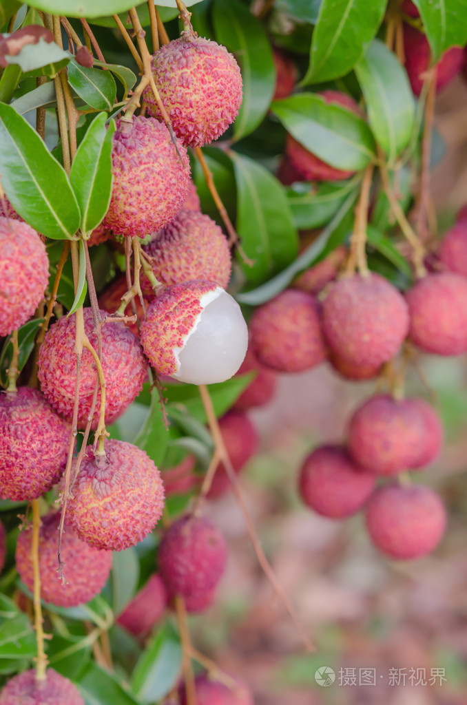 荔枝果实