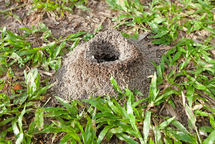 非洲蚂蚁窝图片图片