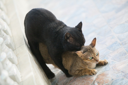 两个可爱的小猫玩