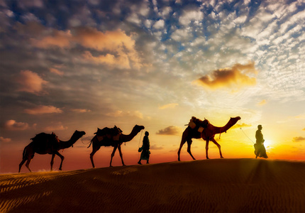 骆驼在沙丘的塔尔渔民两驼驼司机