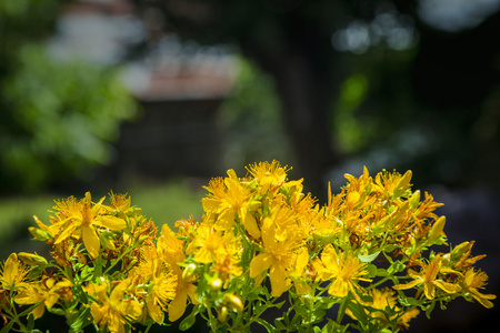 野生圣约翰麦汁上的黄花在一个模糊的背景