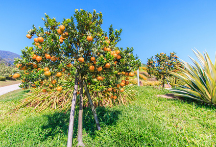 成熟的橘子树