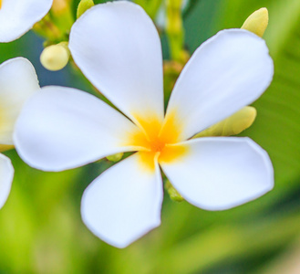 梅香花树上