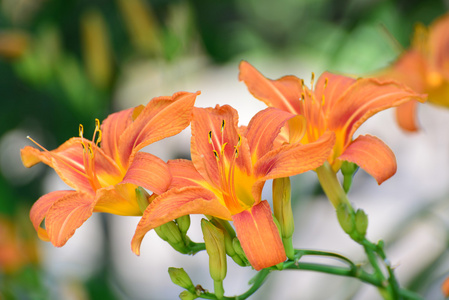 在花园里的美丽橙色百合花