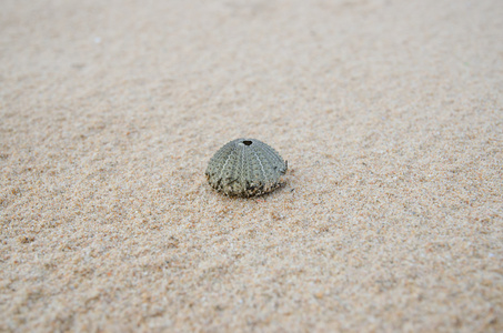 海胆壳