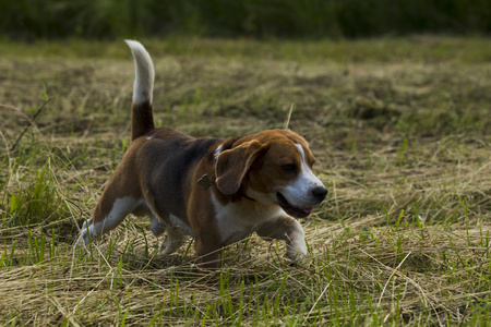 正在运行的小猎兔犬