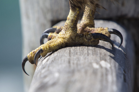 老鹰的爪子图片