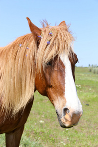 美丽匹棕色的马，在户外的肖像