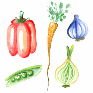 水彩的蔬菜。矢量手绘插画