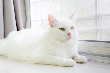 白色的猫是坐在地上期待