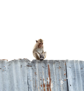 猴子坐在锌板上