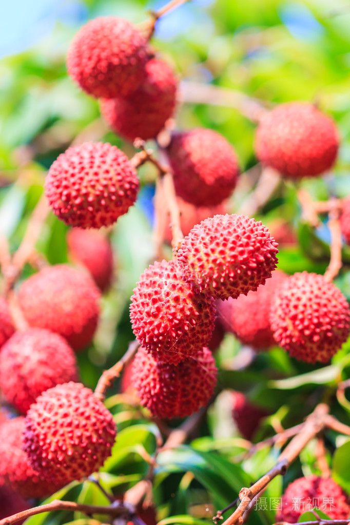 成熟的荔枝果实