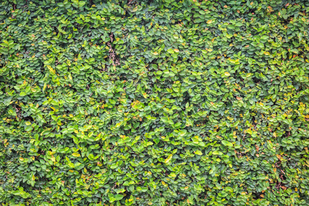 绿色的常春藤在墙上
