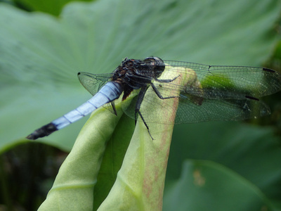 Orthetrum 梅拉蜻蜓